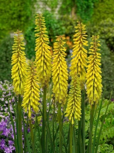 Книфофия 'Sunningdale Yellow' (С3)