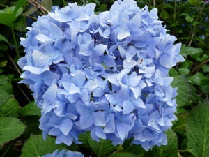 Гортензия крупнолистная  'Nikko Blue' (10-30 см, Р9)