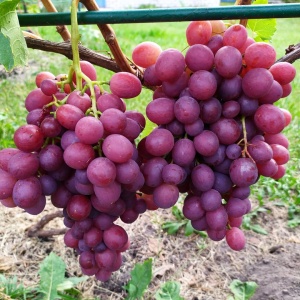 Виноград 'Ливия'