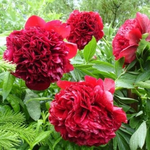 Пион 'Red Charm'