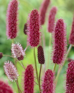 Кровохлебка Мензиса 'Sanguisorba menziesii'