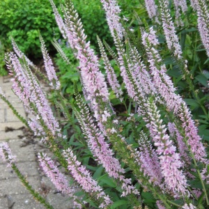 Вероника розовая ''Pink'' (Р9)