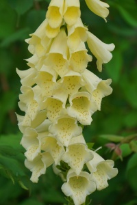 Наперстянка жёлтая 'Yellow foxglove' (С3)