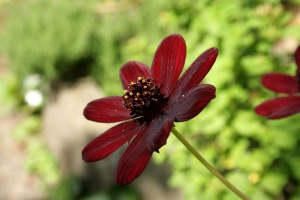 Космея кроваво-красная 'Cosmos atrosanguineus'