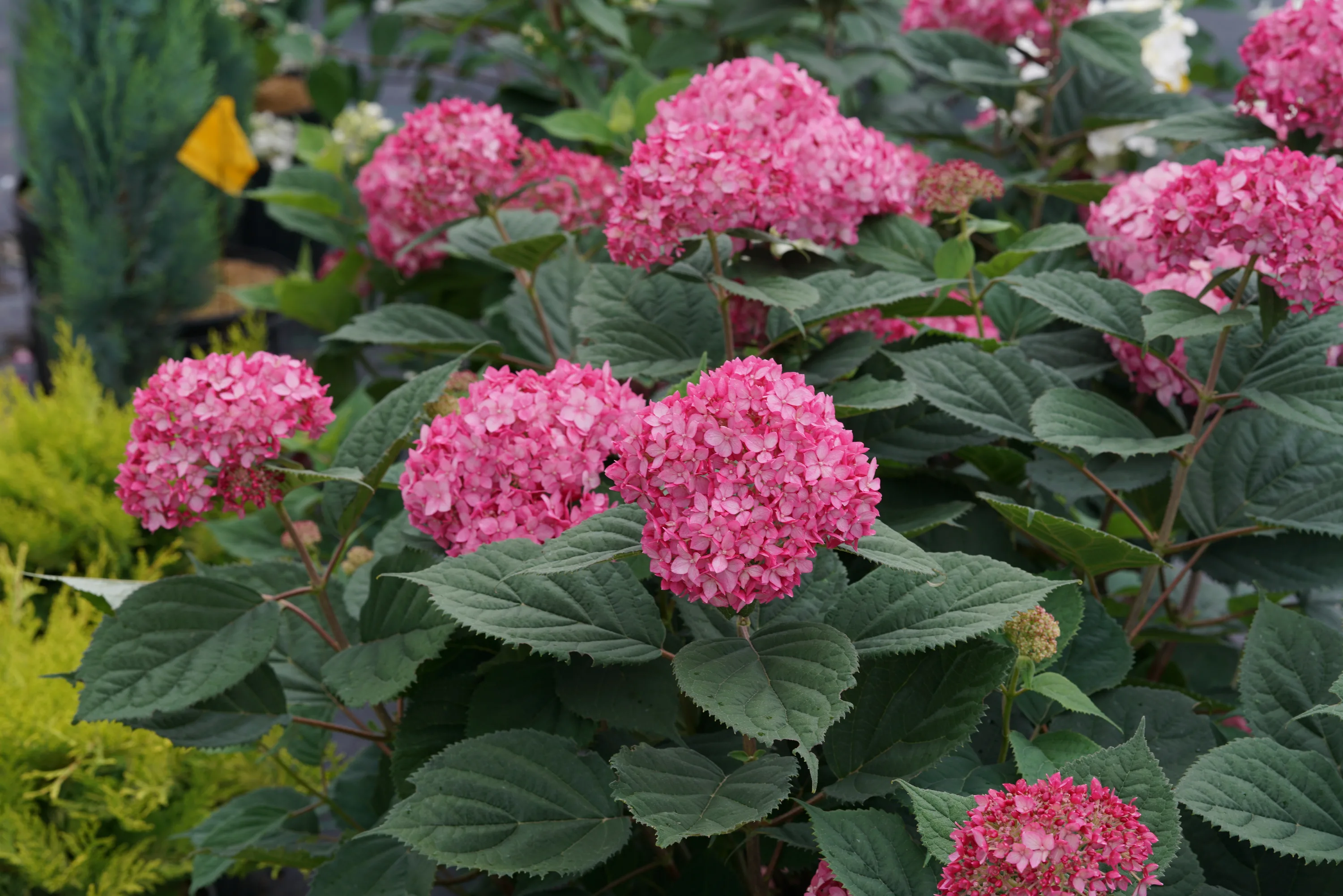 Гортензия древовидная 'Ruby Anabel' (С35)