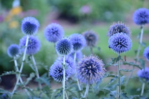 Мордовник банатский 'Blue Glow'