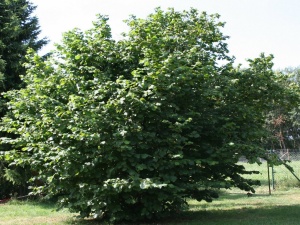 Лещина обыкновенная (орешник) (фундук) 'Webbs Preisnuss' 