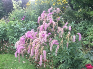 Кровохлебка 'Lilac Squirrel'