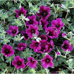 Герань пепельная 'Purple Pillow'
