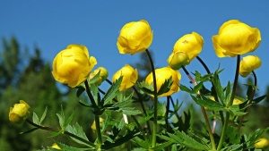 Купальница европейская 'Trollius europaeus'