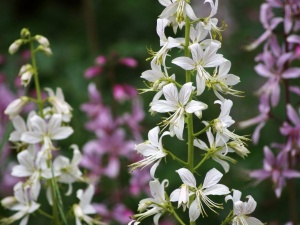 Ясенец белый 'Albiflorus'
