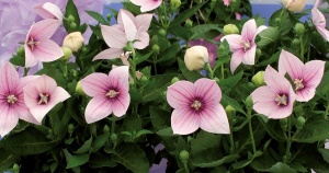 Ширококолокольчик крупноцветковый 'Fuji Pink' (С3)