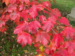 Клен красный "Autumn Radiance" 