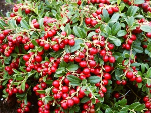 Брусника Рэд Перл  ''Red Pearl''