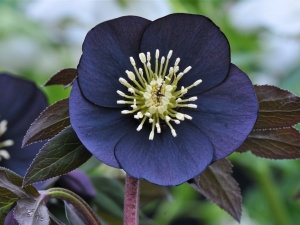 Морозник чёрный 'Christrose' (С3)