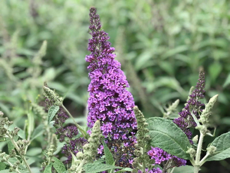Буддлея Давида 'Rive De Papillon Lavender' (Р9)