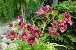 Лилейник 'Purple D'Oro'