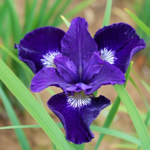 Ирис сибирский 'Blue King'