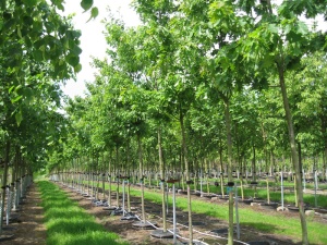 Дуб черешчатый 'Quercus robur'