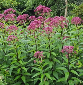 Посконник пятнистый 'Riesenschirm'