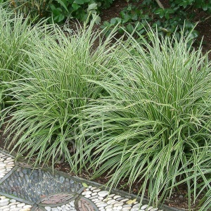 Осока Morrowii 'Variegata' (С5)