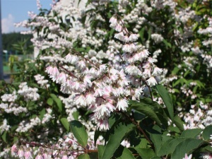 Дейция шершевая 'Rosea Plena' (10-30 см, Р9)