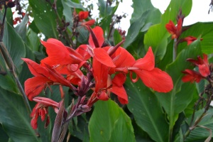 Канна 'Crimson Beauty'