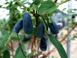 Жимолость камчатская 'Zojka'