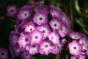 Флокс метельчатый 'Purple Eyes'