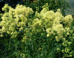 Василистник желтый сизый 'Thalictrum flavum glaucum' (С3)