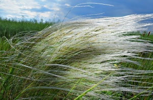 Ковыль перистый 'Feathery'