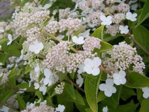 Гортензия метельчатая 'Prim White Dolprim' (30 см, Р9)