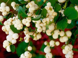 Снежноягодник 'Dorenbosa White Hedge' (Р9)