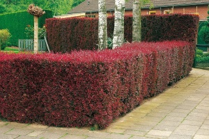 Живая изгородь: Барбарис тунберга 'Atropurpurea' , 10 шт