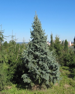 Ель колючая "Retroflexa" (100-120 см)