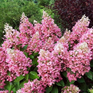 Гортензия метельчатая 'Pink Lady'