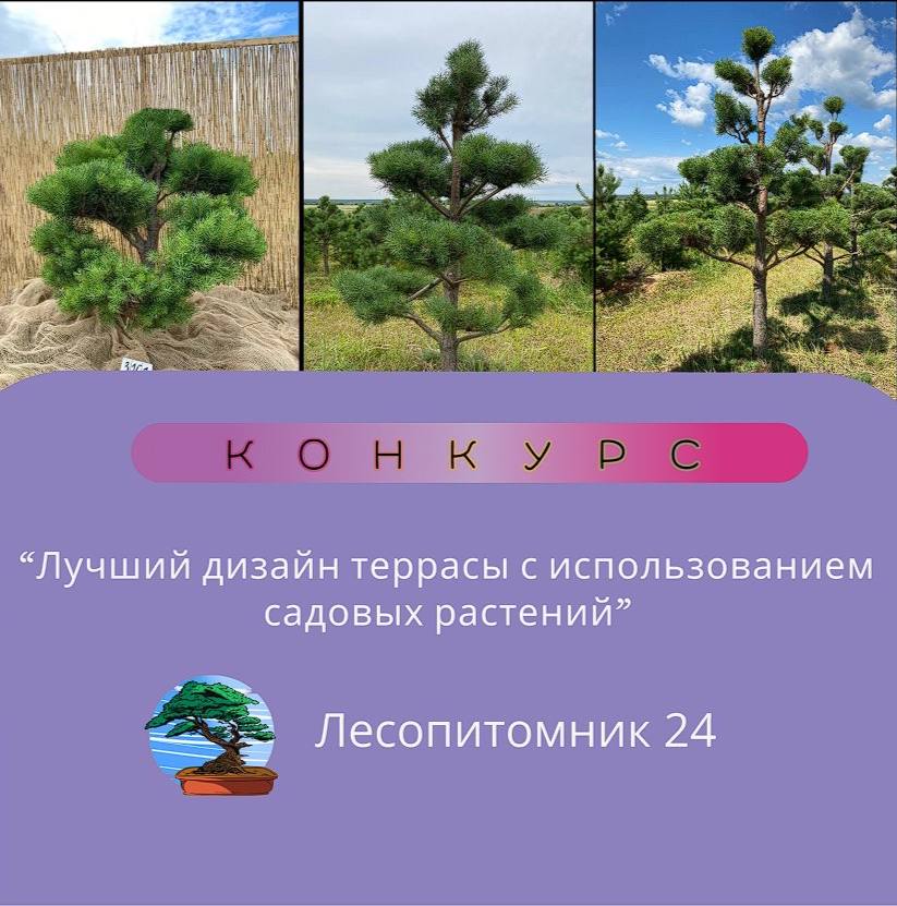 Приз -бонсай! Участвуй! Приз -бонсай! Участвуй!