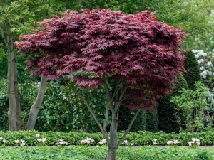 Клен веерный 'Atropurpureum'