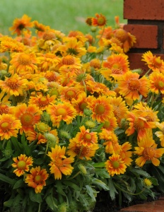 Гайлардия 'Arizona Apricot' (С3)