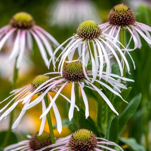Эхинацея бледная 'Echinacea' (С3)