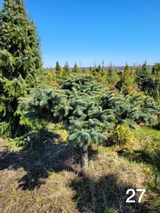Ель колючая голубая Glauca 'Гриб, Зонт, на штамбе'