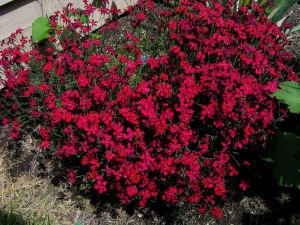 Гвоздика травянка 'Confetti Deep Red'