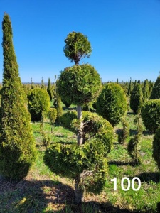 Туя западная 'Smaragd' 'Спираль, Два шара'
