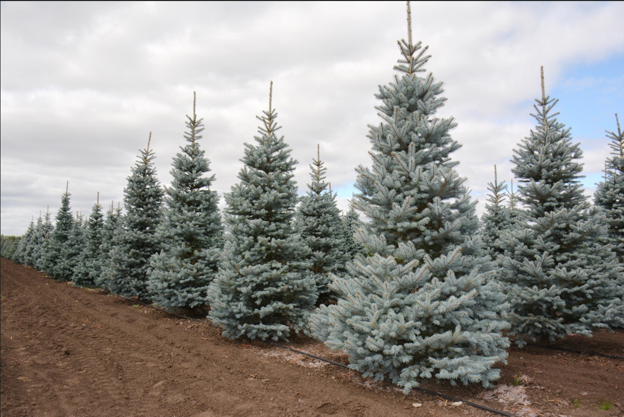 Ель колючая `Омега`, Picea pungens `Omega` 175-200 см