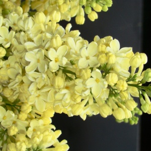 Сирень обыкновенная 'Primrose' (10-30 см, Р9)