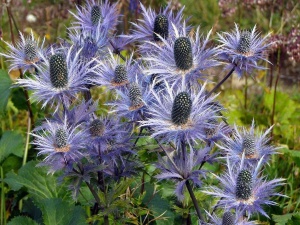 Синеголовник альпийский 'Blue Star'