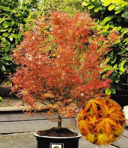 Клен веерный 'Katsura'