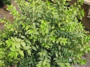 Форзиция зеленейшая 'Kumson'