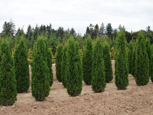 Туя западная 'Columna' РАСПРОДАЖА
