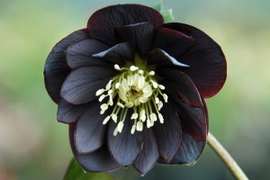 Морозник черный 'Helleborus niger'  (С1,5)